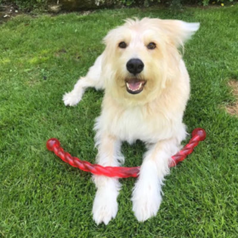 A cream-coloured scruffy terrier lying on the grass, mouth open, a red rope toy between its front paws