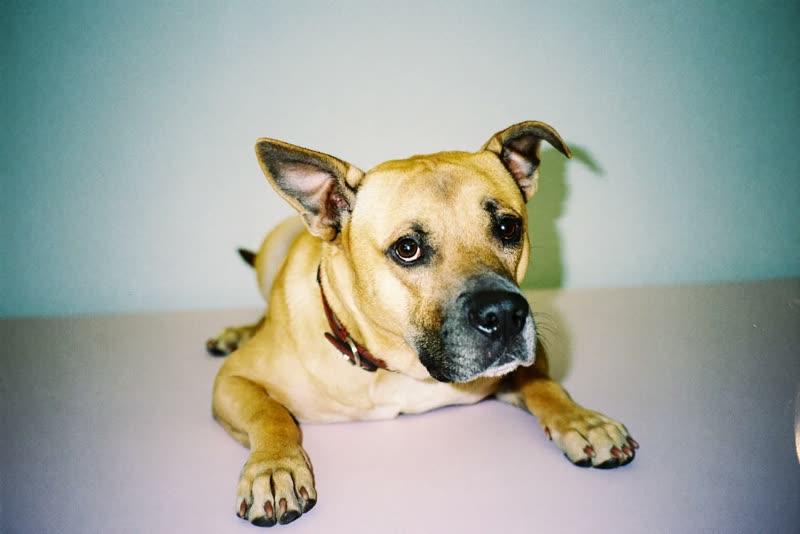 A relaxed dog lying down against a plain pastel background