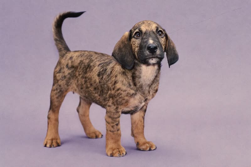 A small wiry-coated puppy standing alert