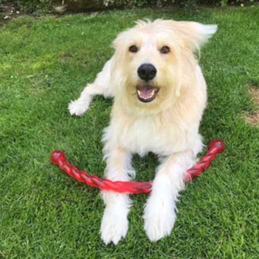 A cream-coloured scruffy terrier lying on the grass with a red rope toy between its paws