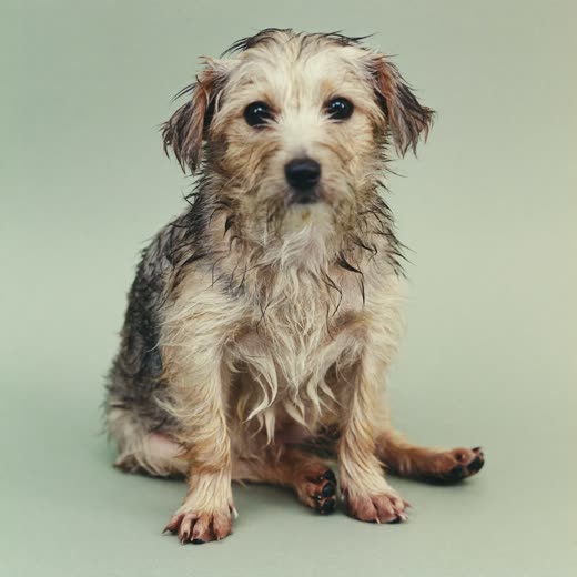A small terrier freshly bathed and towel-dried