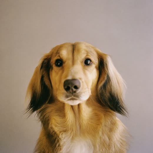 A long-haired dog with a freshly trimmed coat