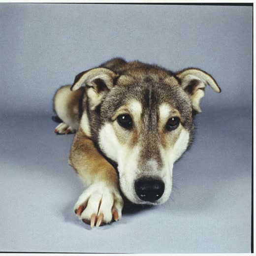 A dog's paw with neatly trimmed nails